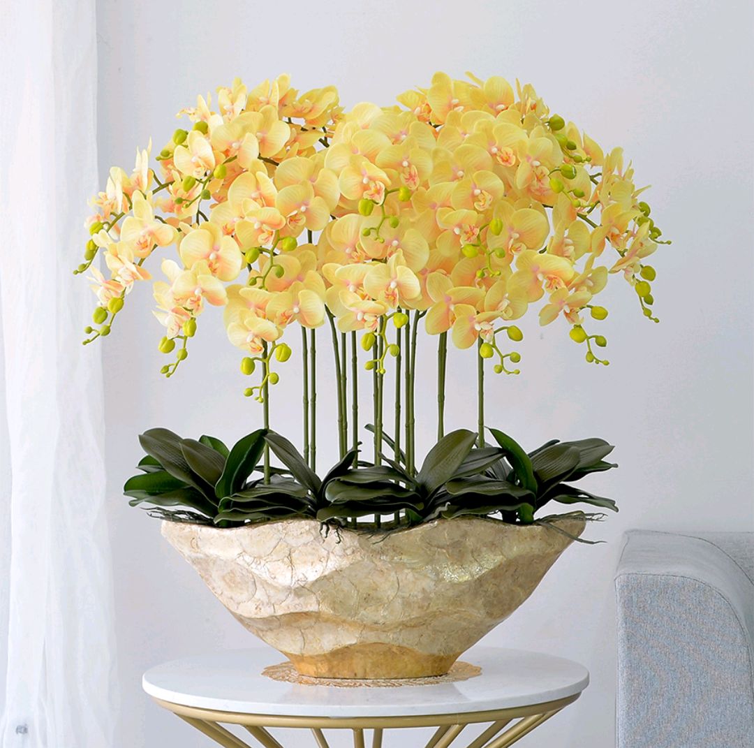 客廳好養(yǎng)的大盆植物_盆栽客廳擺放_大盆植物客廳