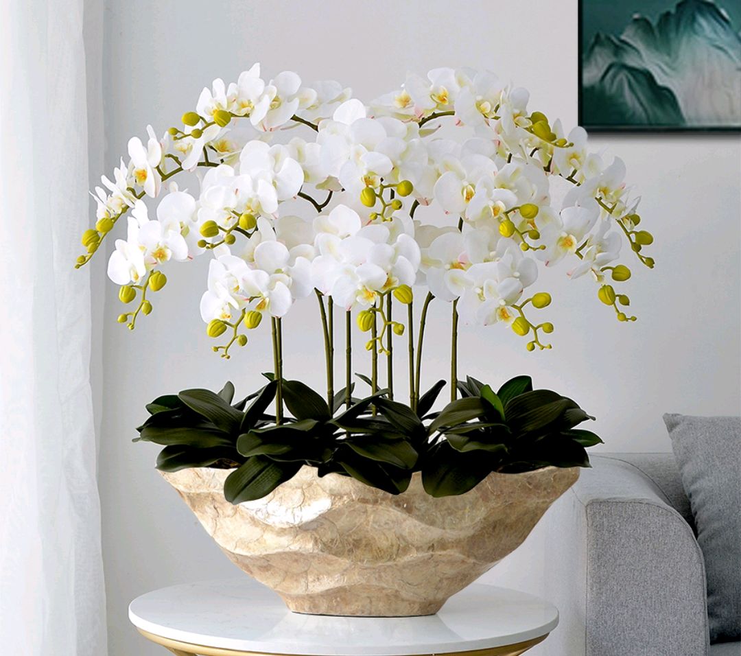 大盆植物客廳_盆栽客廳擺放_客廳好養(yǎng)的大盆植物