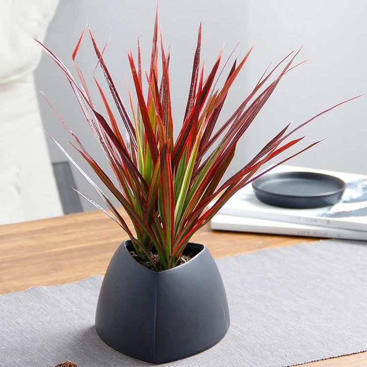 北歐風的室內，養什么花合適？4種花清新而大氣