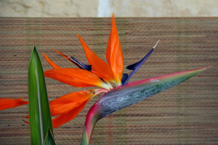 什么花耐陰適合室內養_室內養適合花耐陰的花卉_室內耐陰盆栽花卉