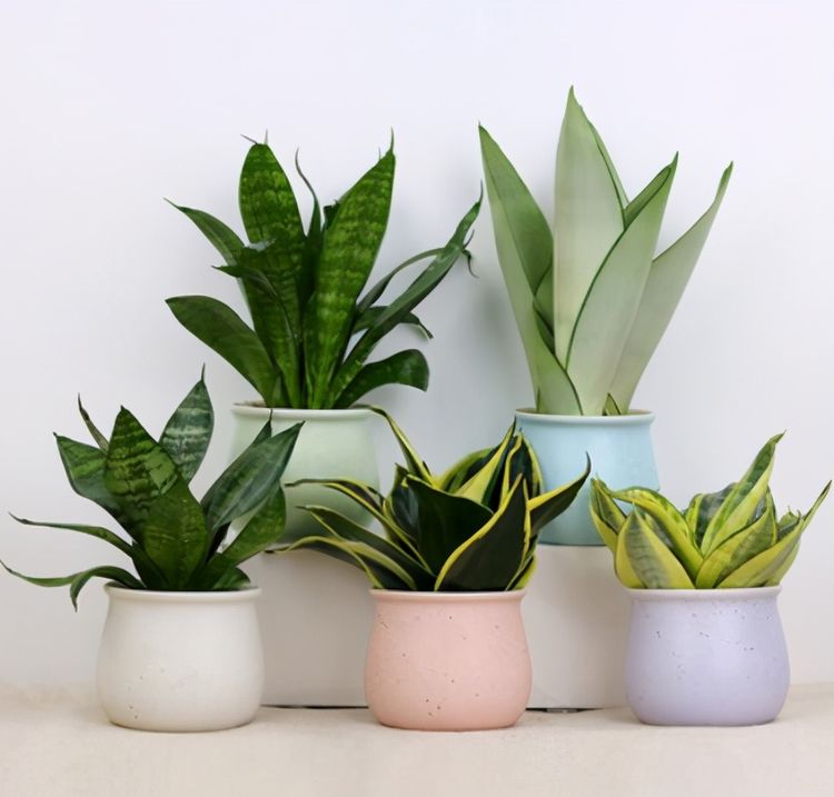 室內養適合花耐陰的花卉_室內耐陰盆栽花卉_什么花耐陰適合室內養