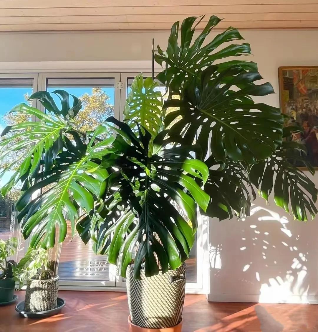 客廳裝飾植物_客廳綠植如何擺放_客廳裝飾綠植