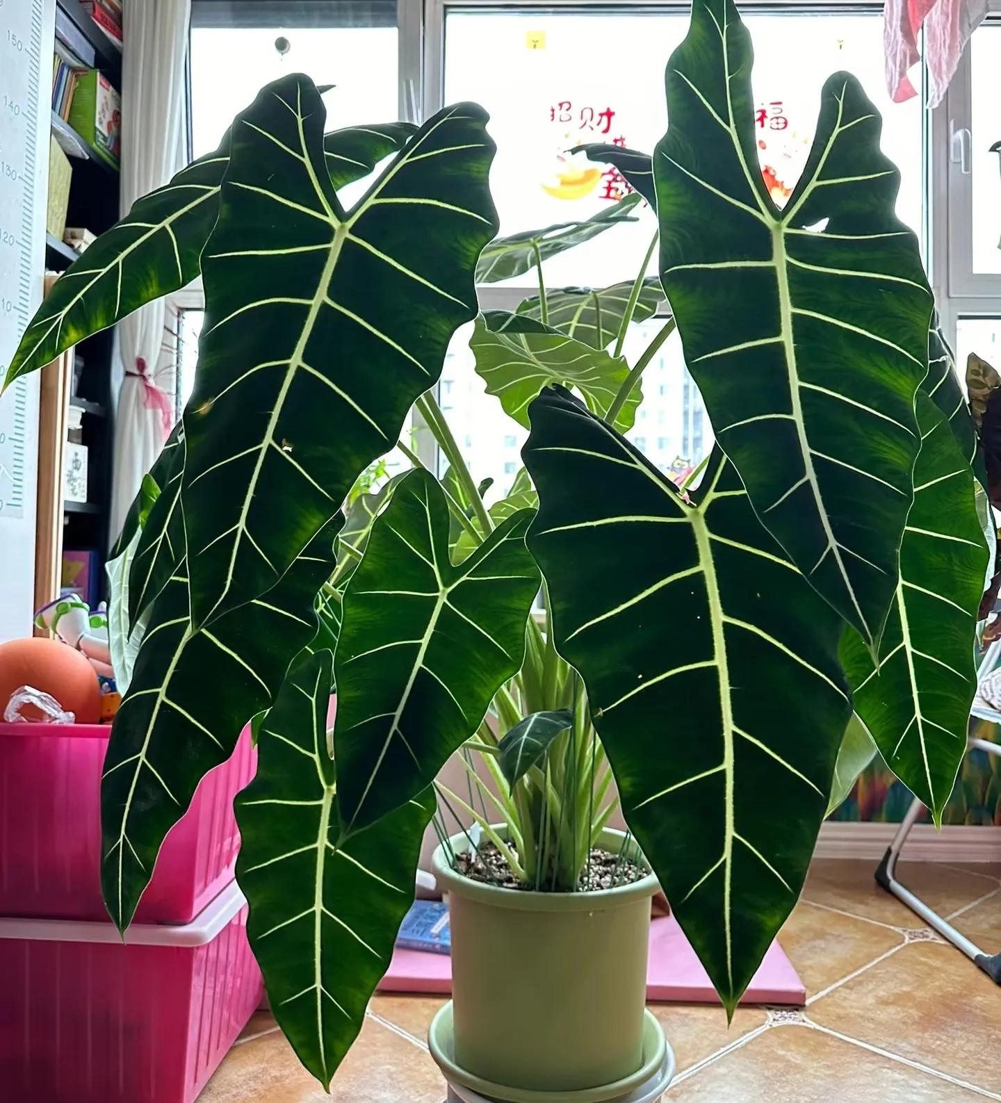 客廳綠植如何擺放_客廳裝飾植物_客廳裝飾綠植