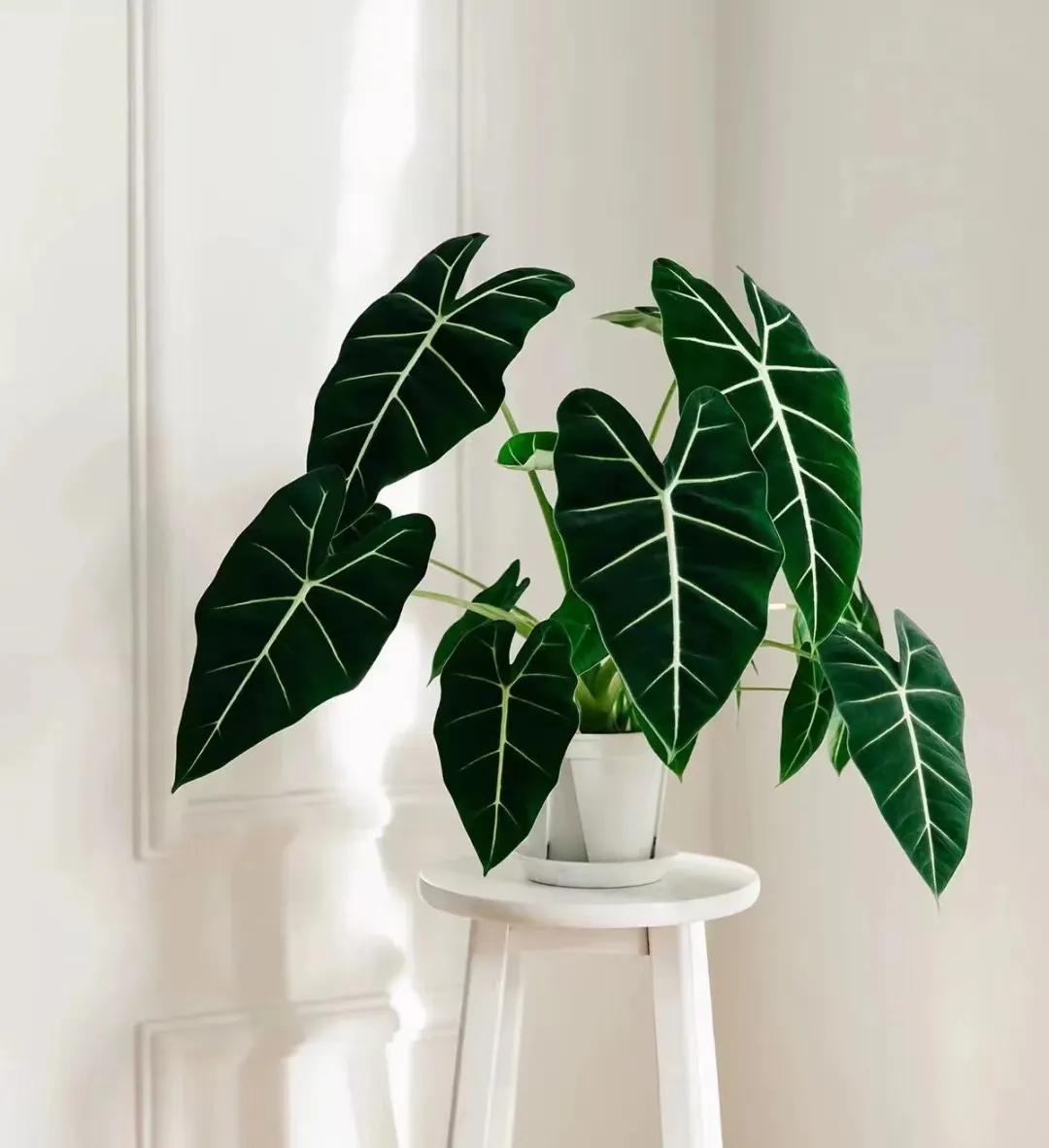 客廳裝飾植物_客廳綠植如何擺放_客廳裝飾綠植