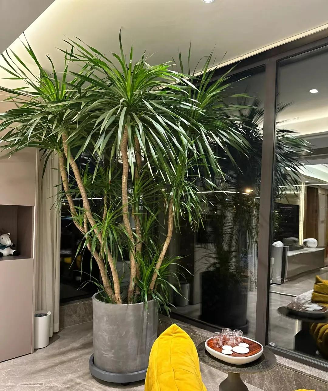 客廳綠植如何擺放_客廳裝飾綠植_客廳裝飾植物