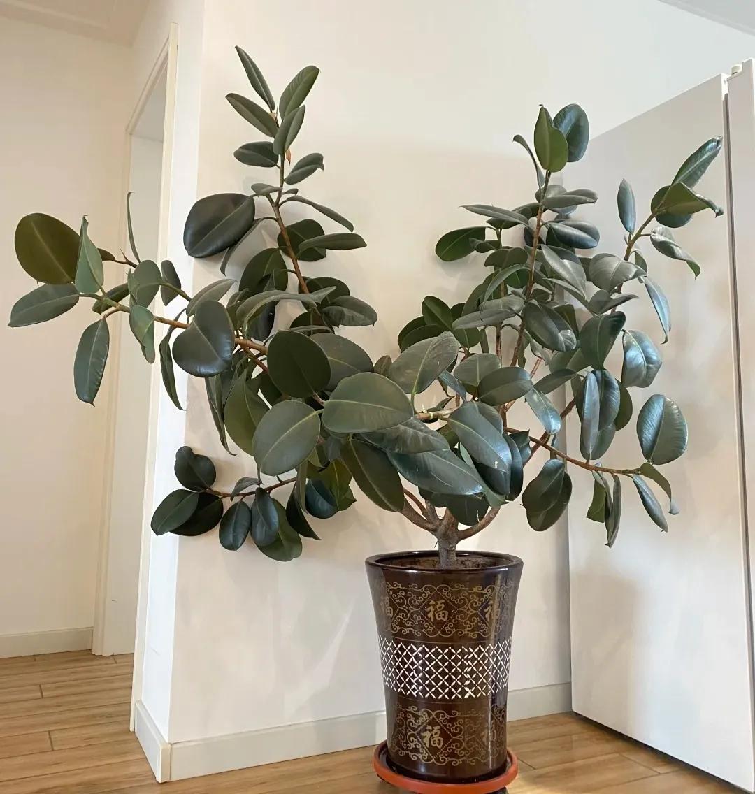 客廳裝飾植物_客廳綠植如何擺放_客廳裝飾綠植