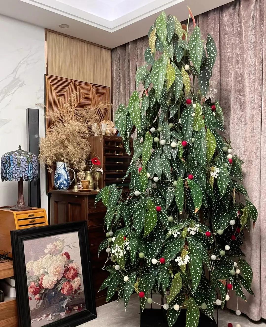 客廳綠植如何擺放_客廳裝飾綠植_客廳裝飾植物