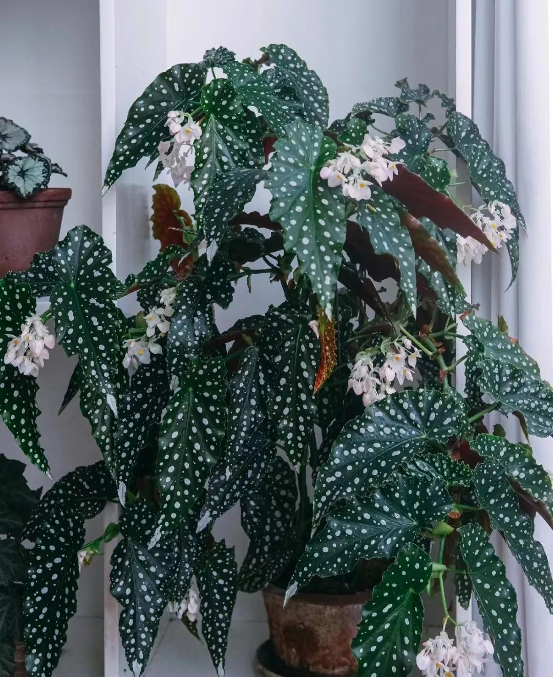 客廳裝飾綠植_客廳綠植如何擺放_客廳裝飾植物