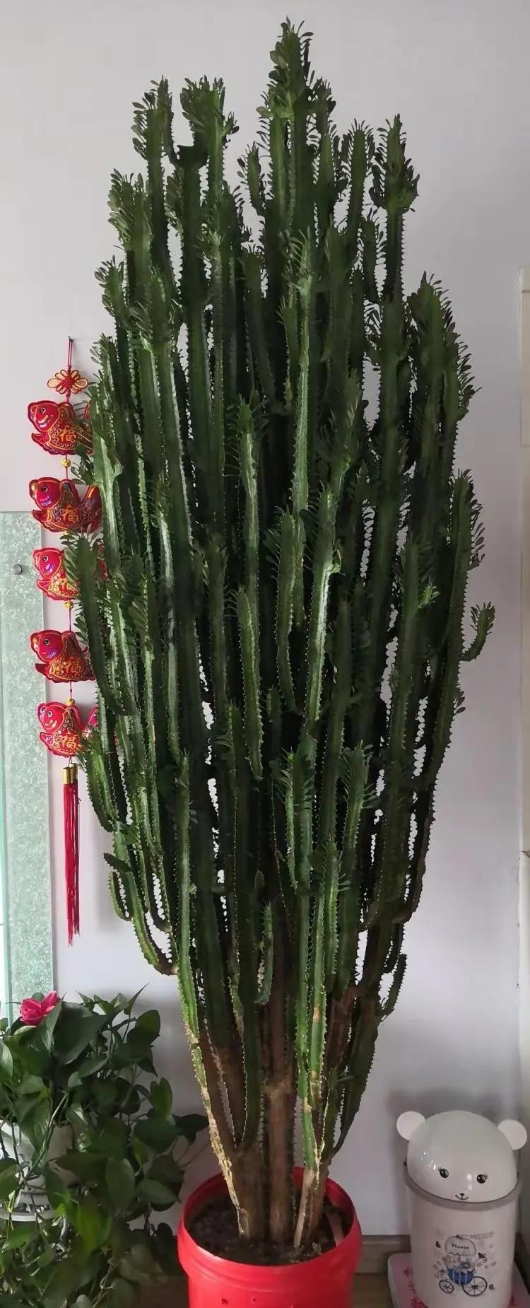 客廳裝飾綠植_客廳綠植如何擺放_客廳裝飾植物