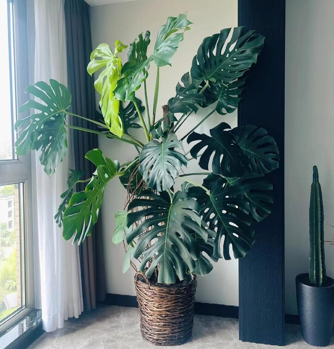 客廳綠植如何擺放_客廳裝飾植物_客廳裝飾綠植