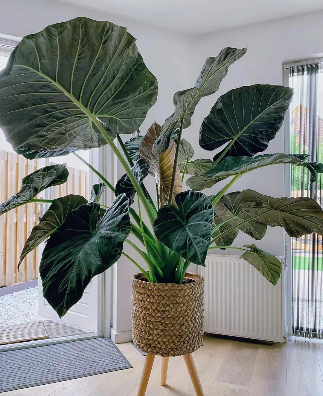 客廳綠植如何擺放_客廳裝飾植物_客廳裝飾綠植