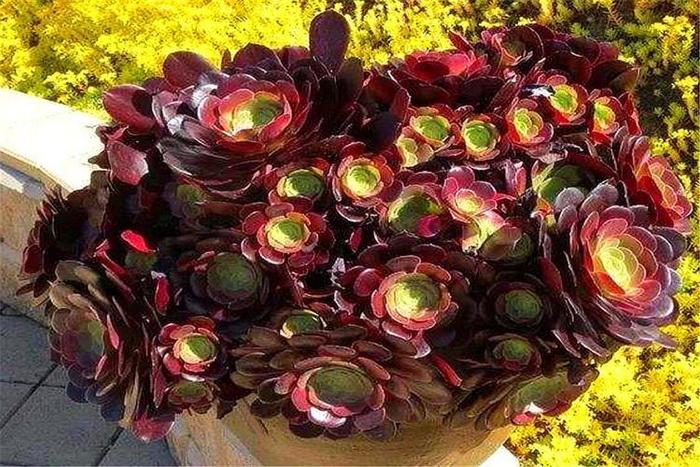 多肉紫羊絨，顏值高，爆頭快，養護牢記“9個字”，最適合新手