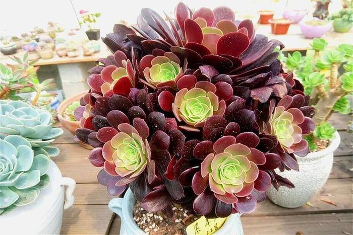 紫羊絨多肉的繁殖方法_養(yǎng)殖紫多肉羊絨方法圖解_紫羊絨多肉的養(yǎng)殖方法