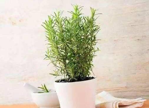 <strong>什么樣的花草好看又好養？滿足3個條件，沒經驗也能養好花</strong>