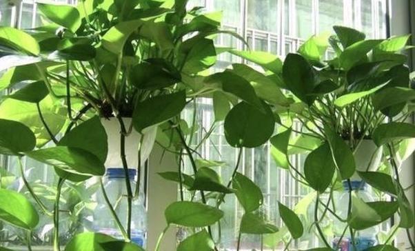 花草居家養植物好養活嗎_居家養花有哪些好處_居家養什么花草植物好