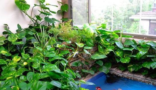 花草居家養植物好養活嗎_居家養花有哪些好處_居家養什么花草植物好