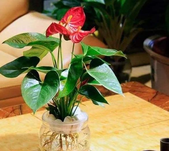 居家養什么花草植物好_居家養花有哪些好處_花草居家養植物好養活嗎
