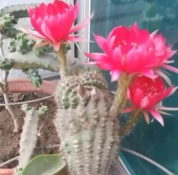 居家養什么花草植物好_居家養花有哪些好處_花草居家養植物好養活嗎