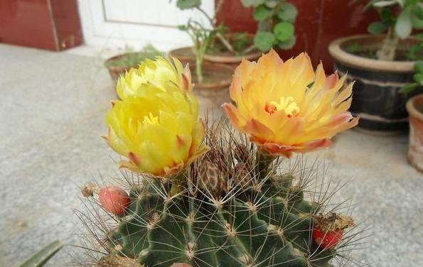 居家養什么花草植物好_居家養花有哪些好處_花草居家養植物好養活嗎