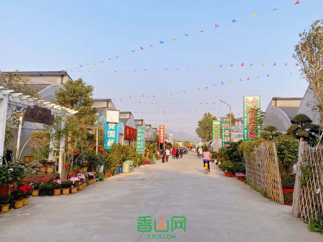 珠海花卉市場哪里便宜_珠海市花卉批發市場_珠海花卉市場批發市場