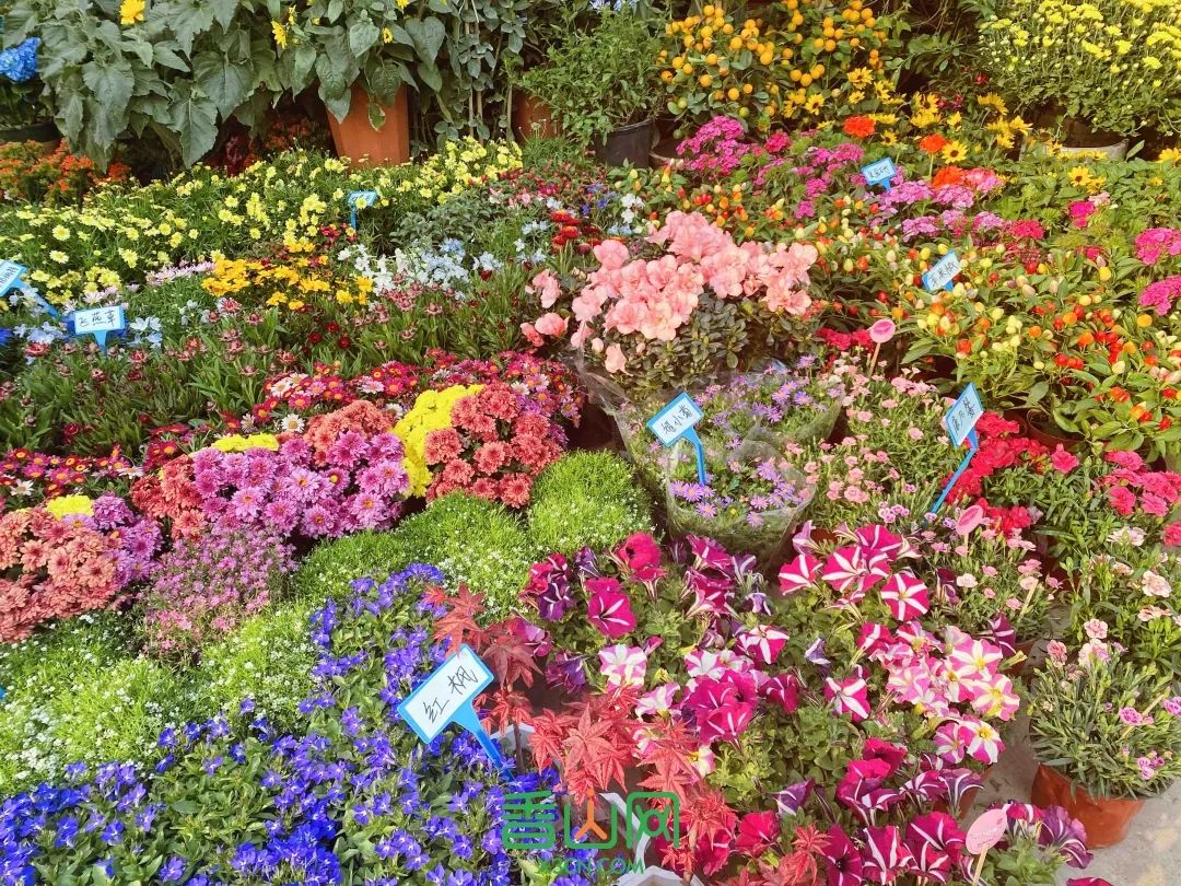 珠海花卉市場批發市場_珠海市花卉批發市場_珠海花卉市場哪里便宜