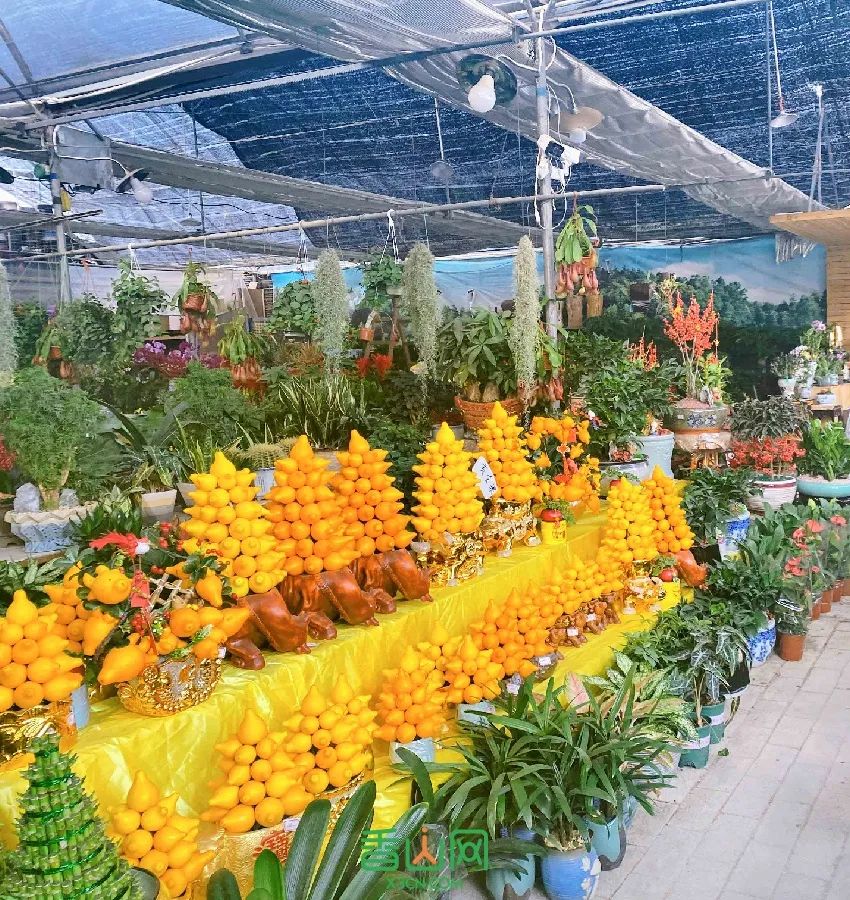 珠海花卉市場哪里便宜_珠海花卉市場批發市場_珠海市花卉批發市場