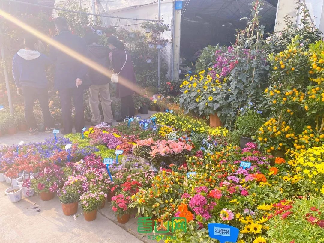 珠海花卉市場哪里便宜_珠海市花卉批發市場_珠海花卉市場批發市場