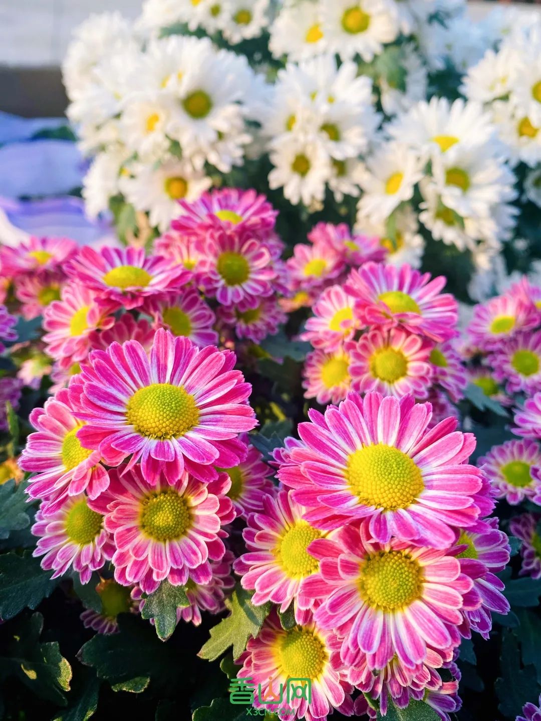 珠海花卉市場批發市場_珠海花卉市場哪里便宜_珠海市花卉批發市場