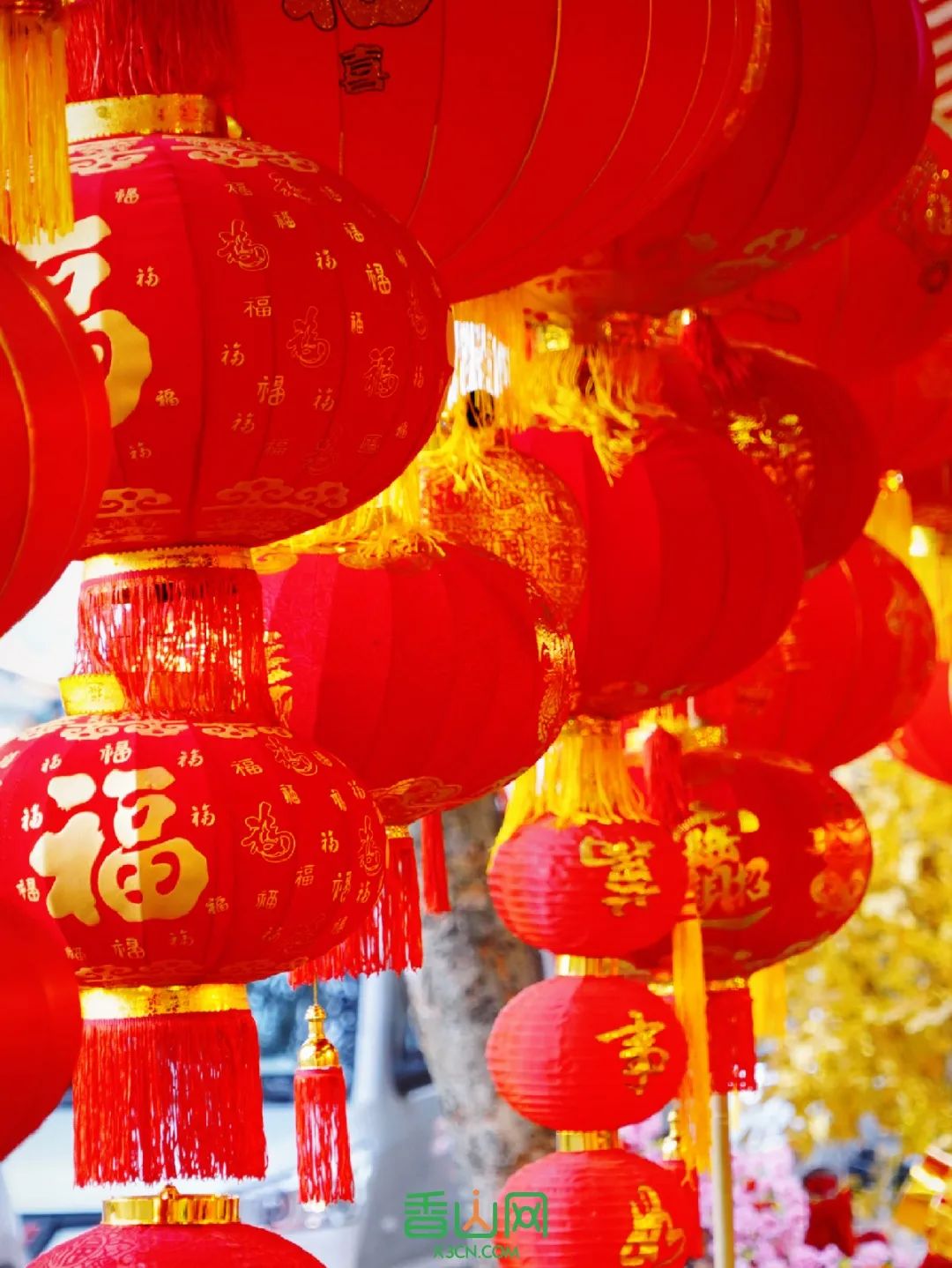 珠海市花卉批發市場_珠海花卉市場批發市場_珠海花卉市場哪里便宜