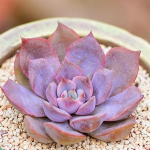 <strong>有著幾種多肉植物的貴族，別的都看不上了</strong>