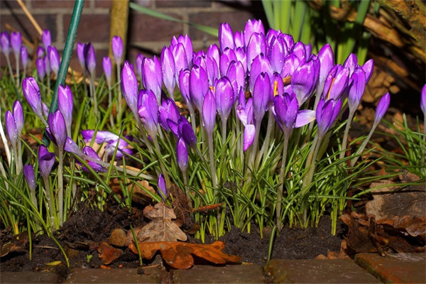 多肉有白霜是怎么回事(多肉有白霜是怎么回事兒)