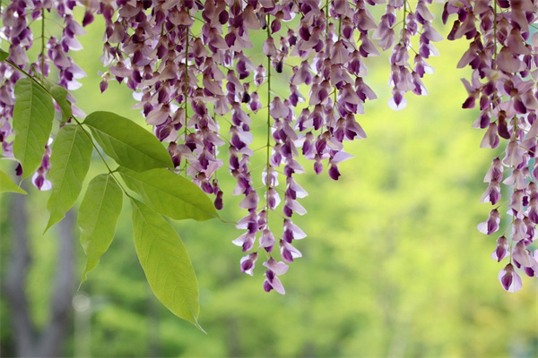 多肉火狐貍怎么養(多肉火狐貍怎么養爆盆)