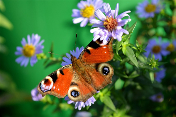 情人節送什么花給情人(情人節送什么花給情人好嘞)