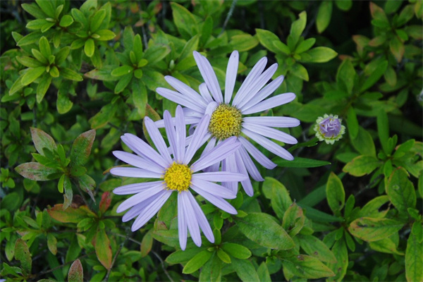 朋友訂婚送什么鮮花(朋友定婚送什么花好)