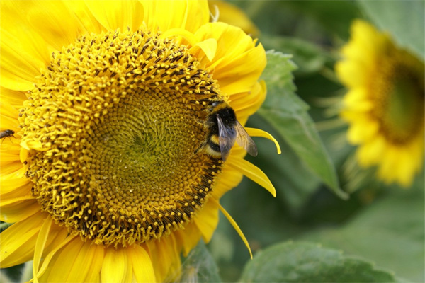 送母親過生日的花(送母親過生日的花束圖片)