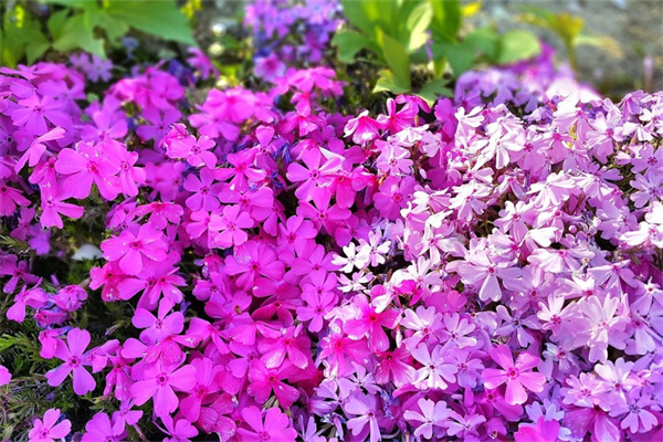 好姑娘送我一朵玫瑰花(姑娘送我一個玫瑰花)