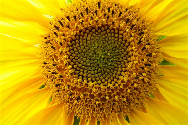 應(yīng)該送女孩子什么花(送女孩子什么花好看)