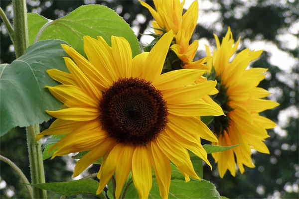 給兄弟送什么花(兄弟送什么花給兄弟)