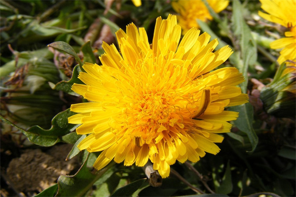 送女性長輩什么花合適(送女性長輩什么禮物合適)