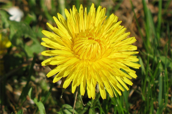 過生日送自己什么花(過生日應該送自己什么花)