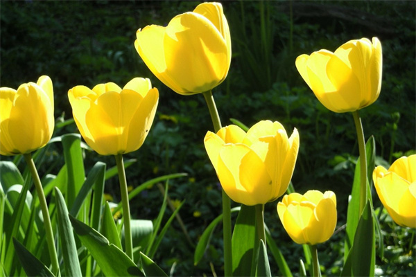 廣州訂花(廣州訂花送貨上門)