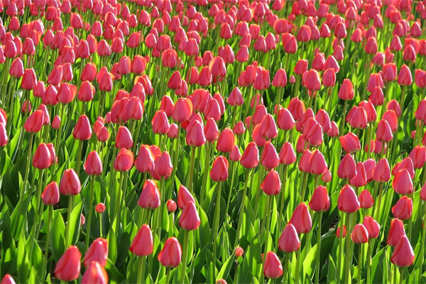 別人搬家送什么花好(別人搬家送什么綠植好)