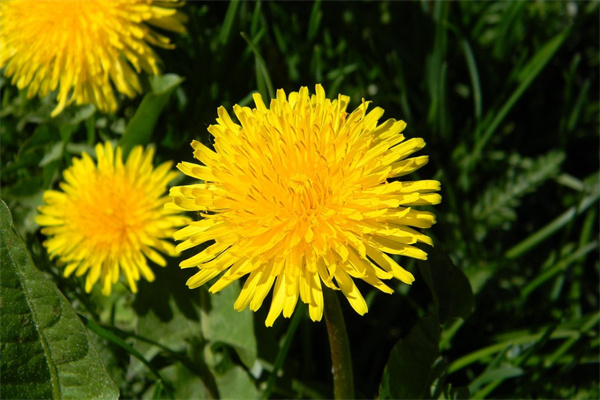 送男朋友生日什么花(送男朋友生日什么花合適)