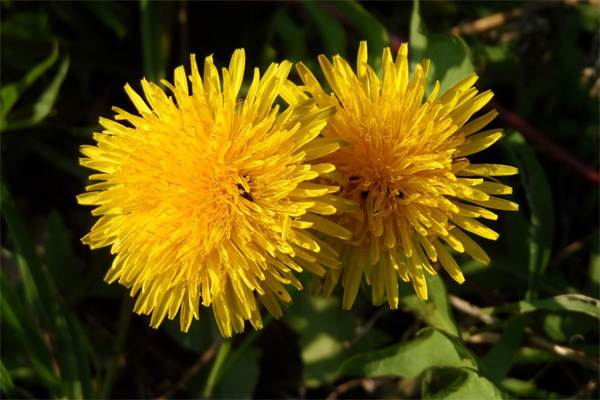 訂花怎么定(怎么訂花送到指定位置)