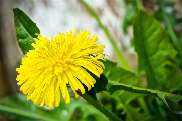 孩子送媽媽什么花好(孩子送媽媽什么花好呢)