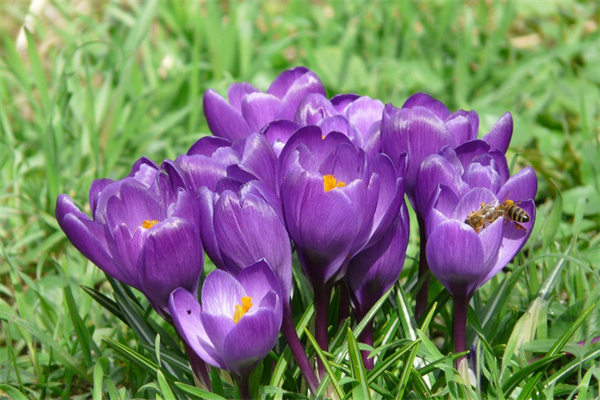 遂寧市鮮花(遂寧市鮮花配送)