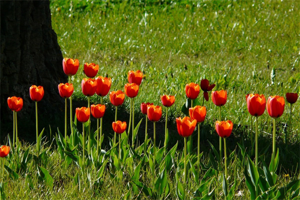 第一次約會(huì)要送什么花給男生(第一次約會(huì)應(yīng)該送什么花)