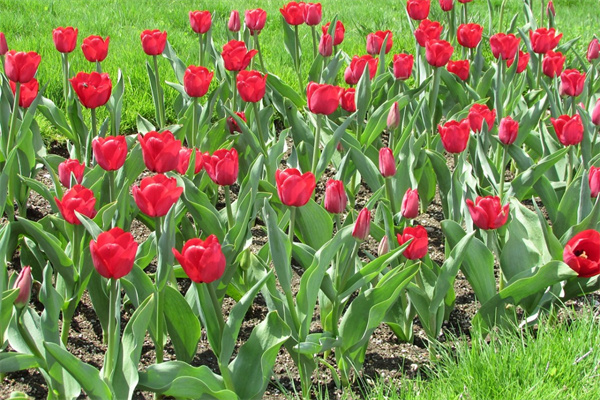 情人節適合送男朋友什么花(情人節適合送男朋友什么花好)