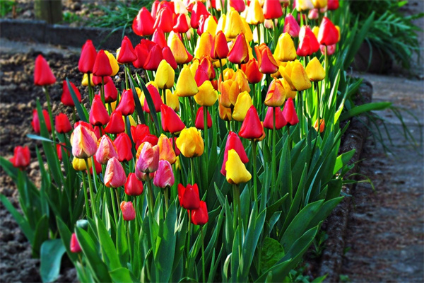 感謝送花的句子(感謝送花的句子說說心情)