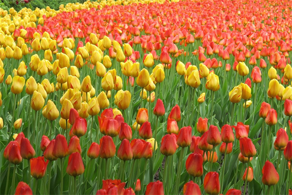 送老師送什么花合適的鮮花(送老師送什么花合適的鮮花呢)